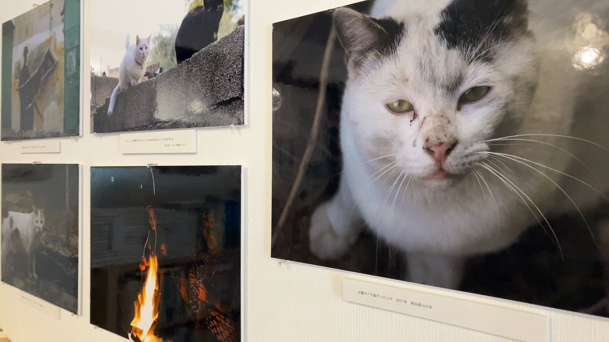 fairtrade.fukumimi tweet media