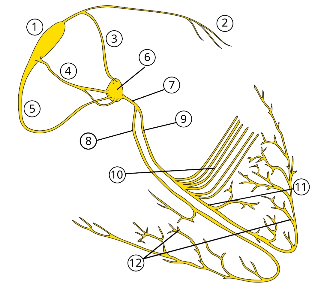 Ahmedata7777's tweet photo. Electrical conduction system of the heart:

1. Sinoatrial (SA) Node: Often called the heart's natural pacemaker, it initiates the electrical impulse.

2. Bachmann's Bundle (Interatrial Tract): Conducts the impulse from the right atrium to the left atrium.

3. Anterior Internodal Tract: One of three pathways connecting the SA node to the AV node.

4. Middle Internodal Tract (Wenckebach's pathway): The second internodal pathway.

5. Posterior Internodal Tract (Thorel's pathway): The third internodal pathway.

6. Atrioventricular (AV) Node: Acts as a gatekeeper, briefly delaying the signal to allow the ventricles to fill with blood.

7. Bundle of His (Atrioventricular Bundle): The bridge that carries the signal from the atria into the ventricles.

8. Right Bundle Branch: Carries the electrical impulse to the right ventricle.

9. Left Bundle Branch: Carries the electrical impulse to the left ventricle.

10. Left Anterior Fascicle: A branch of the left bundle that stimulates the upper/front part of the left ventricle.

11. Left Posterior Fascicle: A branch of the left bundle that stimulates the lower/back part of the left ventricle.

12. Purkinje Fibers: The final network of fibers that spread the impulse throughout the ventricular muscle, causing contraction.

》Short debate questions:

“Are the classical anterior, middle, and posterior internodal tracts real structures, or just functional pathways in atrial myocardium?”

“If discrete internodal tracts are not clearly proven anatomically, how does the impulse travel so quickly from the Sinoatrial Node to the Atrioventricular Node?”
