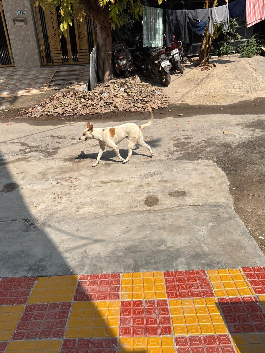 AjayKum68762765's tweet photo. @CeoNoida @noida_authority सेक्टर 63A, लेन नंबर 7, नोएडा में एक आवारा कुत्ता लगातार आने-जाने वाले लोगों पर हमला कर रहा है। इससे लोगों को रेबीज़ का खतरा बना हुआ है। बुजुर्गों और बच्चों का घर से निकलना भी मुश���किल हो गया है। https://t.co/WVgGFVpVr2