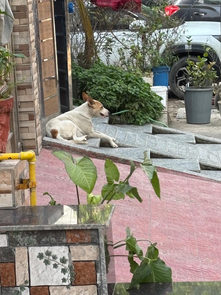 AjayKum68762765's tweet photo. @CeoNoida @noida_authority सेक्टर 63A, लेन नंबर 7, नोएडा में एक आवारा कुत्ता लगातार आने-जाने वाले लोगों पर हमला कर रहा है। इससे लोगों को रेबीज़ का खतरा बना हुआ है। बुजुर्गों और बच्चों का घर से निकलना भी मुश���किल हो गया है। https://t.co/WVgGFVpVr2
