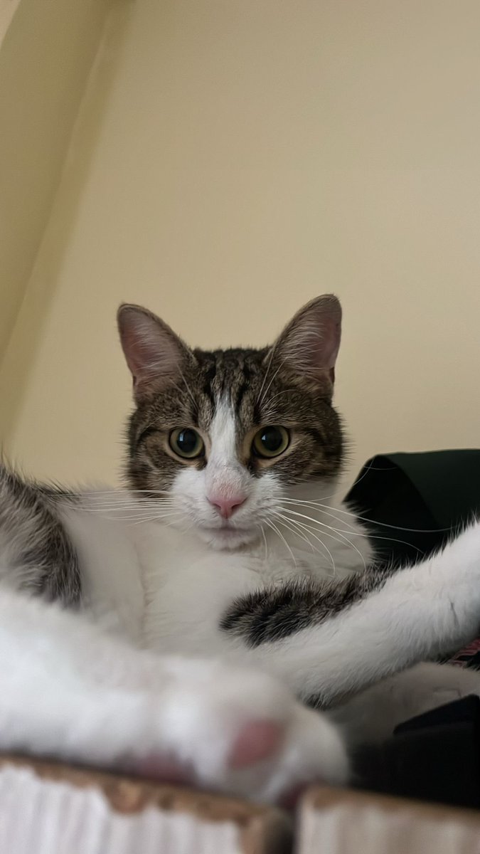 Pitperest tweet media