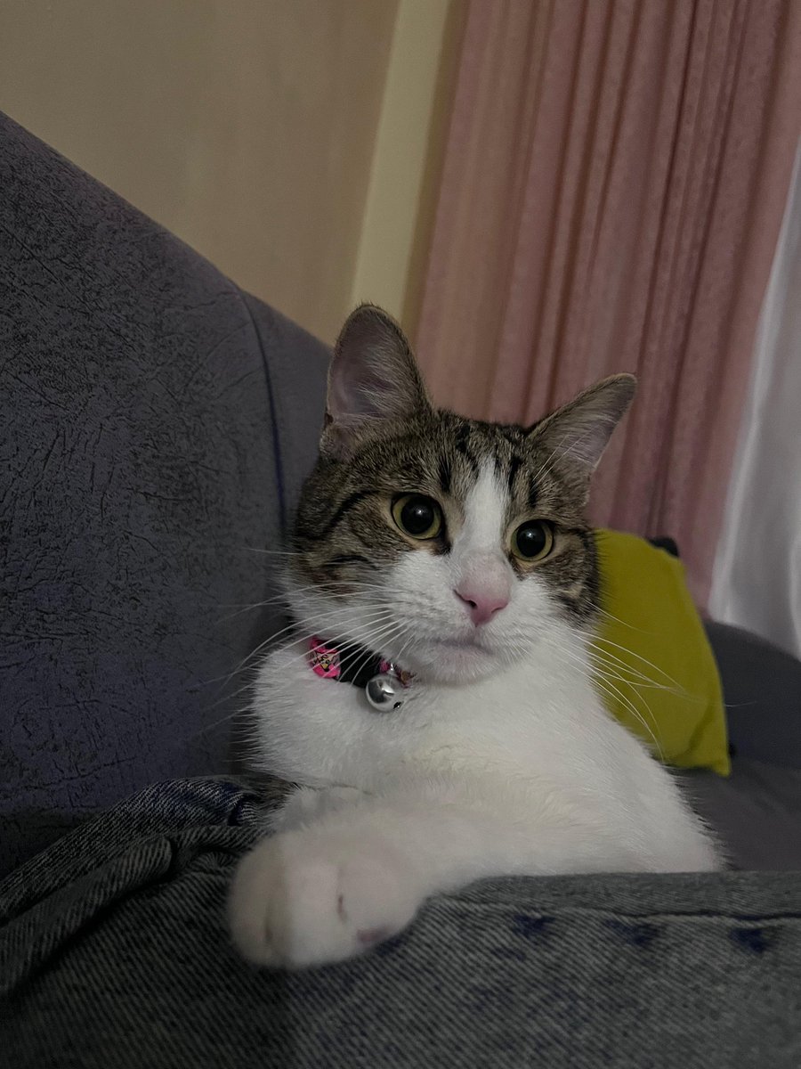 Pitperest tweet media