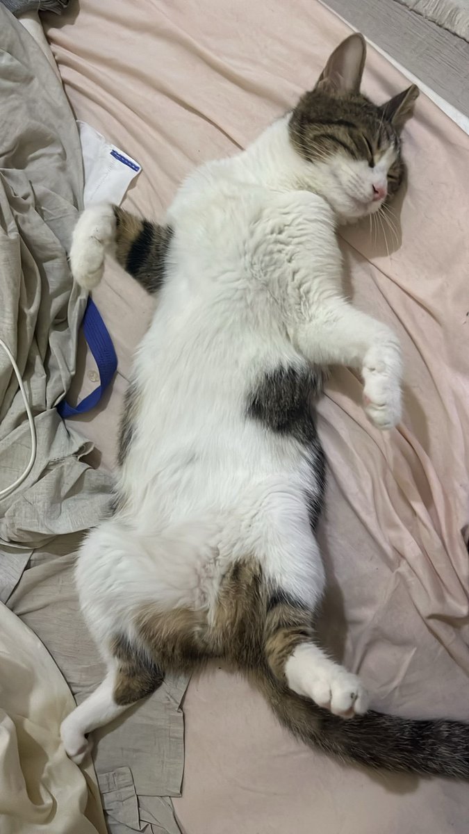 Bir yıl önce annesini sokakta doğurmak üzere korumaya almıştım.  Kardeşlerinin hepsi sahiplenildi bir tek bu oğlan kaldı. Şu an bir öğrenci evinde geçici yuvada fakat yazın memleketine gideceği için kalacak bir yeri olmayacak.