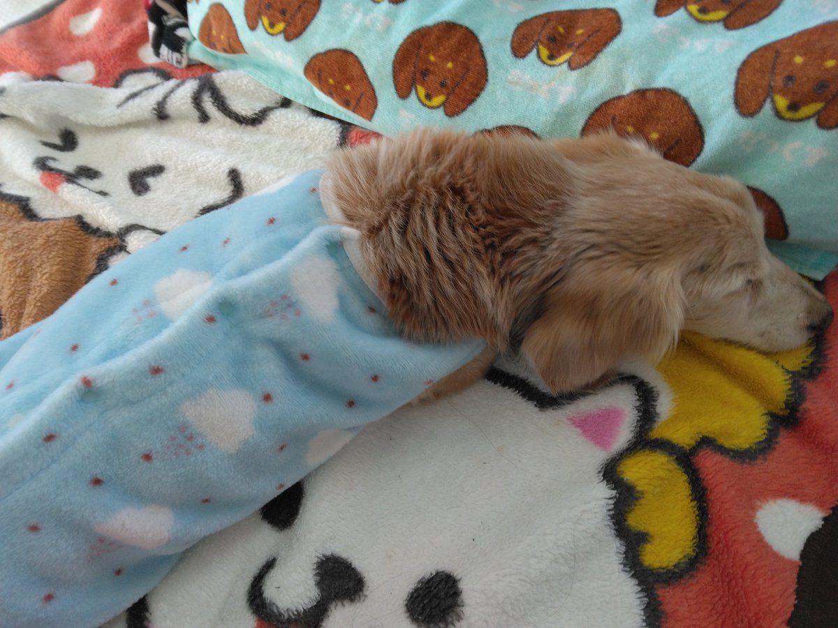 ゆきぞー tweet media