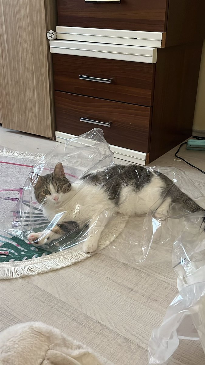 pittyperest's tweet photo. Çok tatlı komik bir kedi, gerçekten artık yuva bulması gerek ve hiç sokak bilmiyor https://t.co/suY3BtzqPN