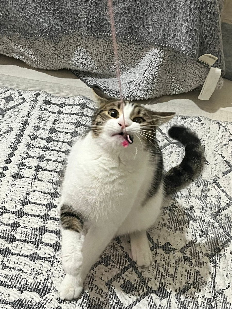 pittyperest's tweet photo. Çok tatlı komik bir kedi, gerçekten artık yuva bulması gerek ve hiç sokak bilmiyor https://t.co/suY3BtzqPN