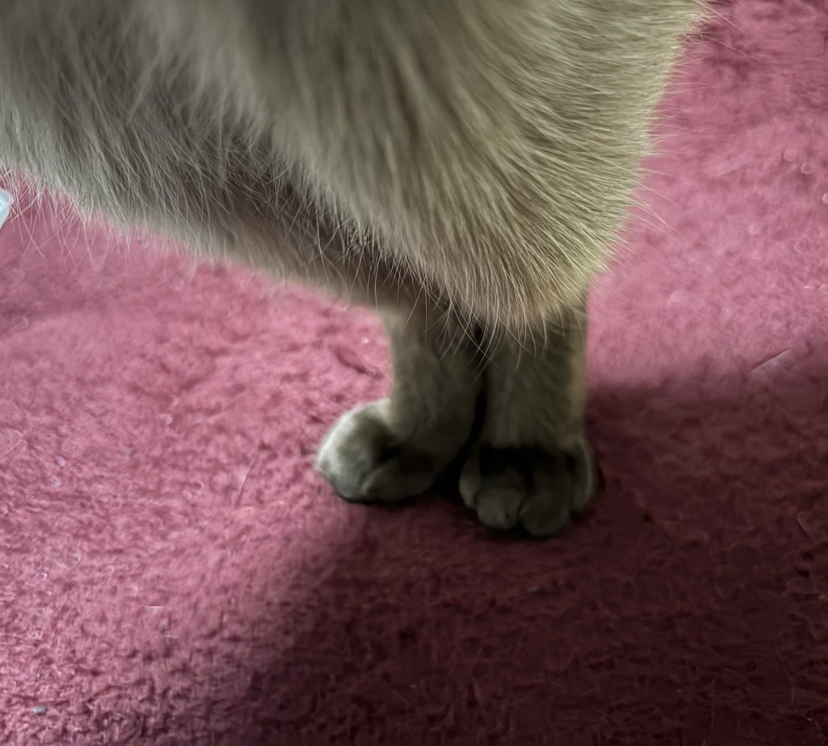 𝑪𝒉𝒍𝒐𝒆 tweet media