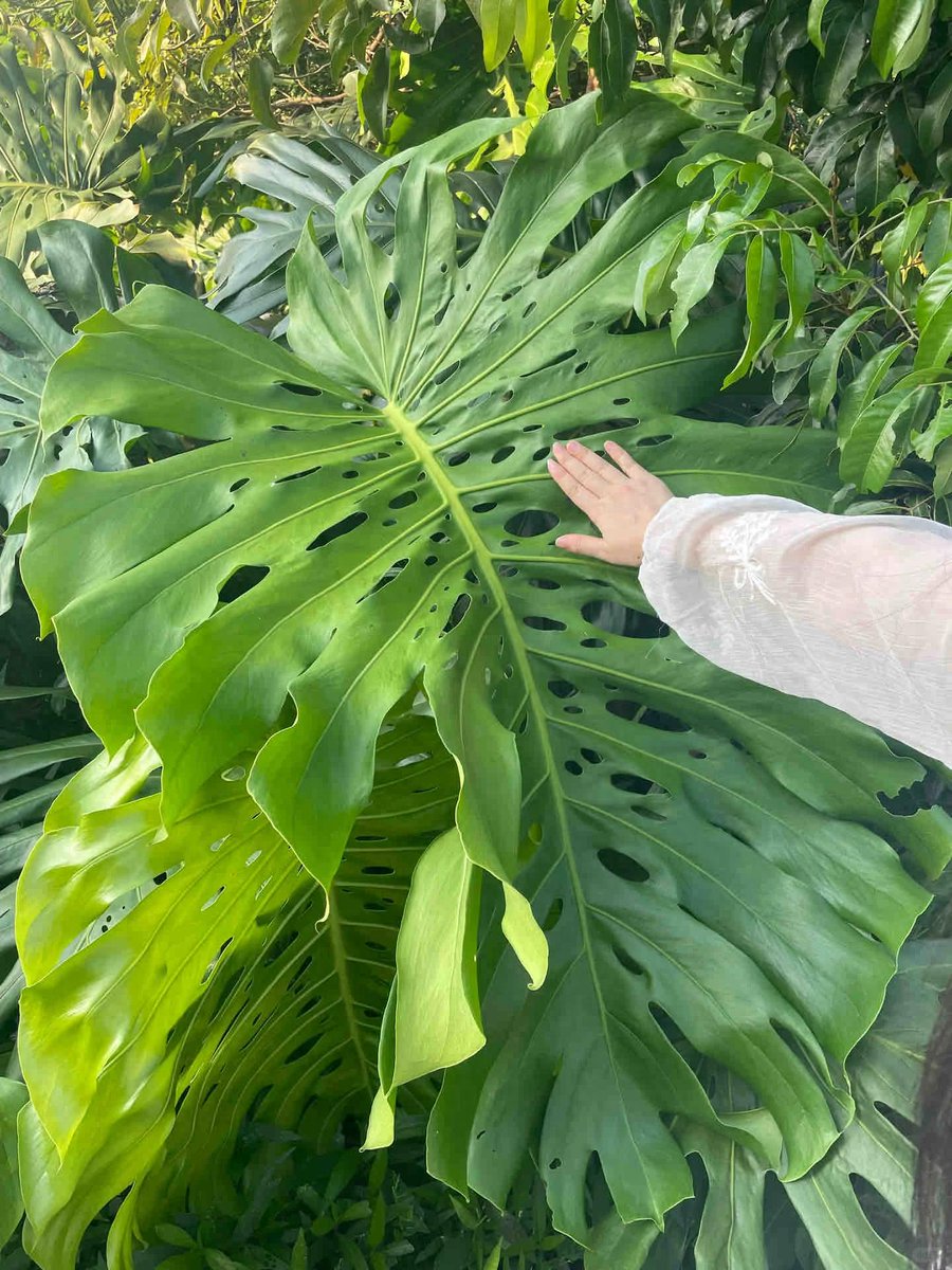 Robret A. Pepo tweet media