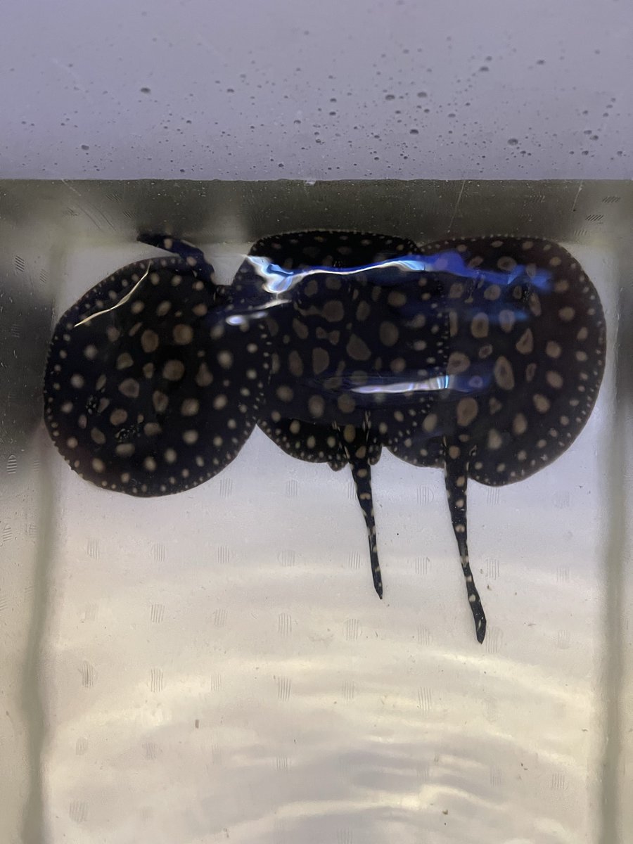 チンピたれ蔵 tweet media