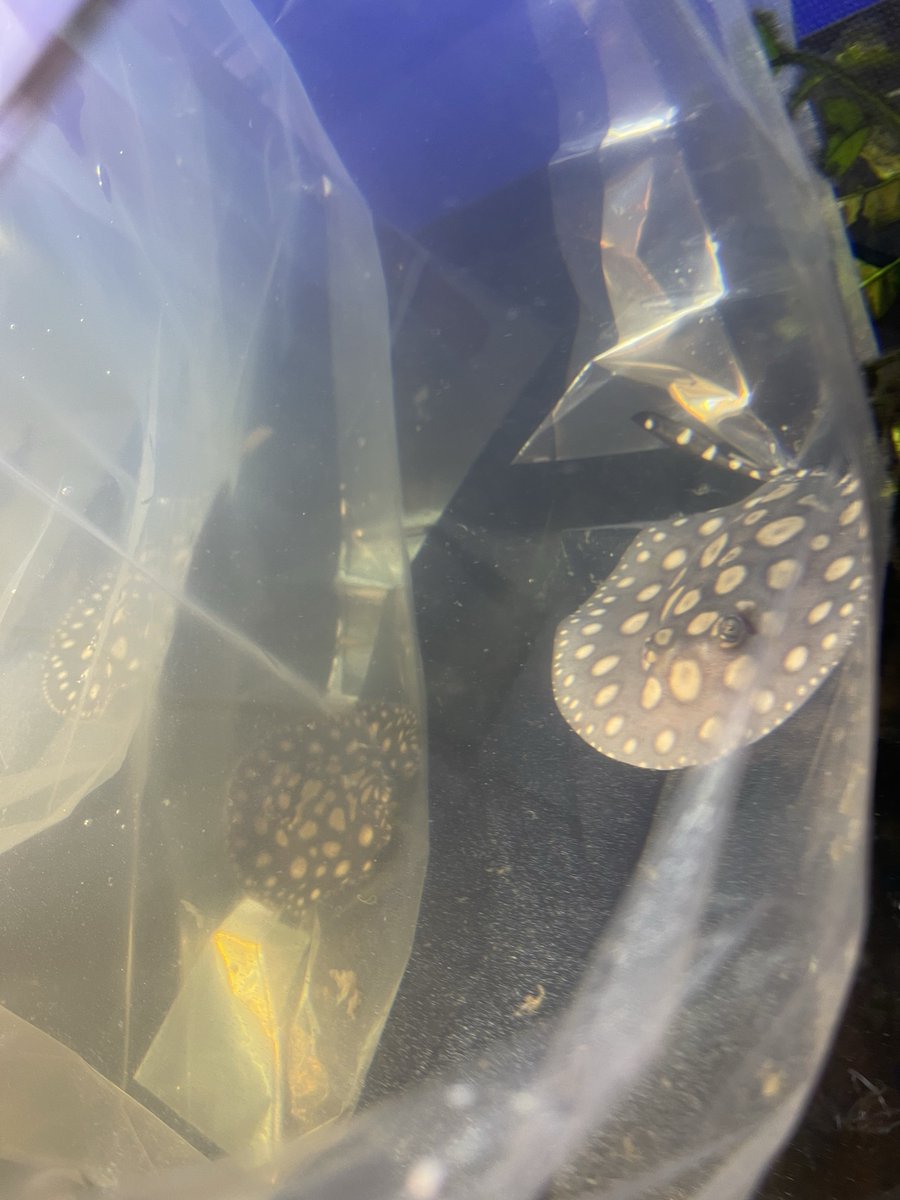 チンピたれ蔵 tweet media