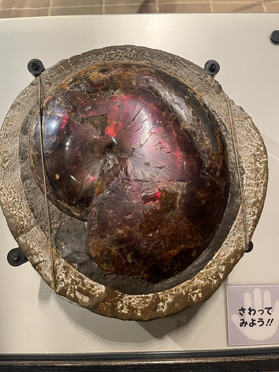 inujimania's tweet photo. 明日仕事で福岡なので前入りして北九州の博物館行きました。見所あり過ぎて疲れた。アンモナイトの化石って買えるんですね https://t.co/sGbe1V6SZo