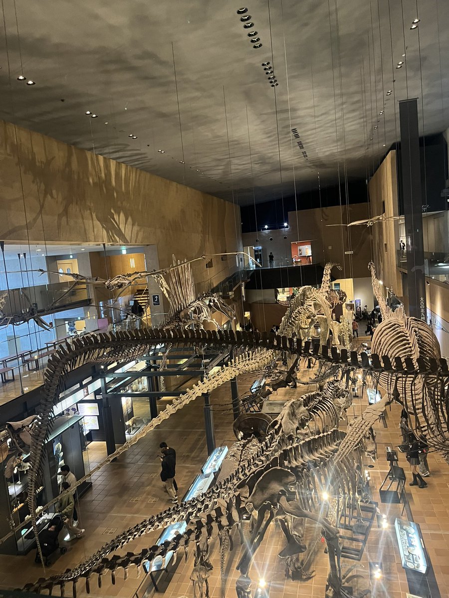 inujimania's tweet photo. 明日仕事で福岡なので前入りして北九州の博物館行きました。見所あり過ぎて疲れた。アンモナイトの化石って買えるんですね https://t.co/sGbe1V6SZo