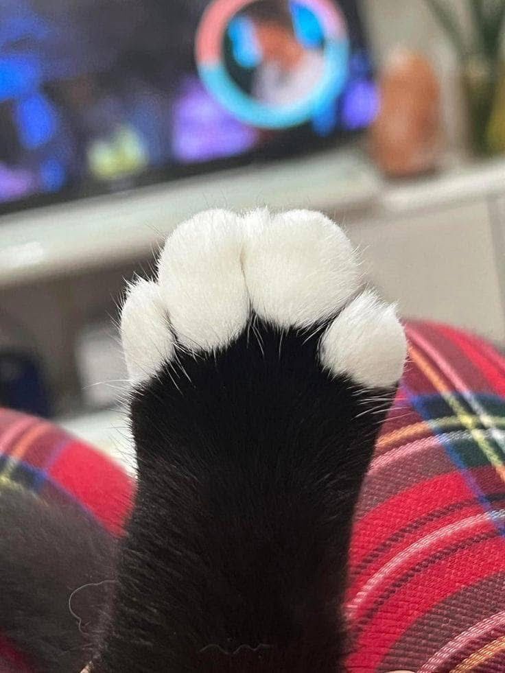 Why you should have a cat tweet media