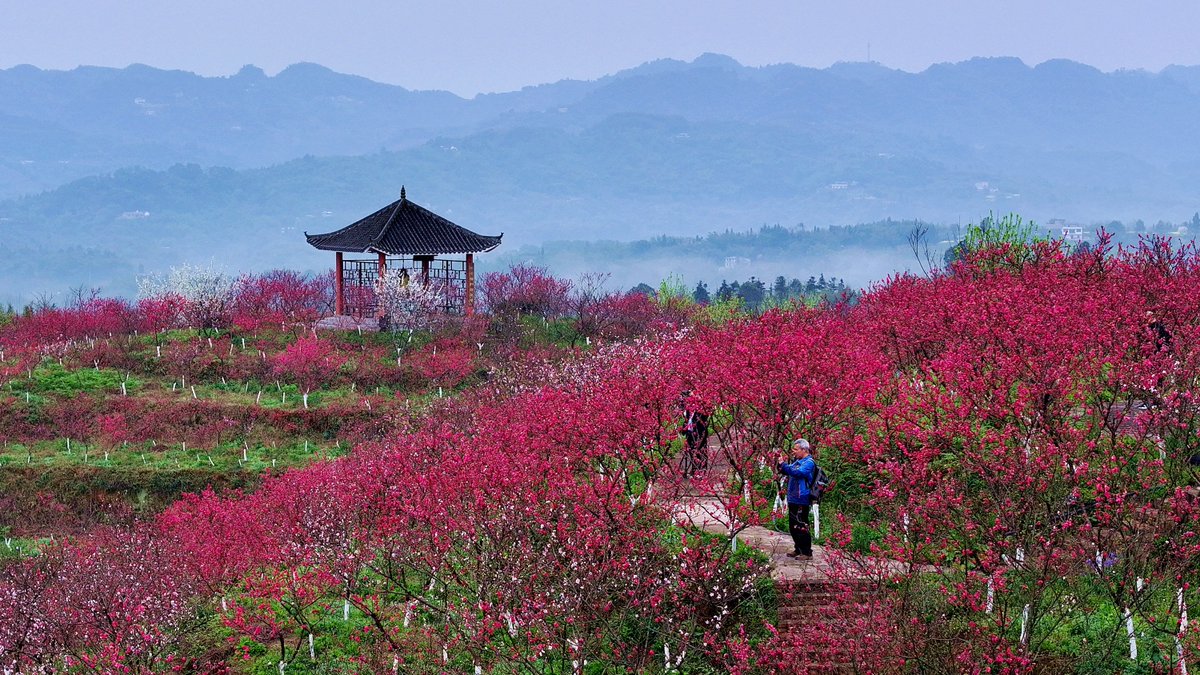 FlyOverChina's tweet image. You can find the most vivid colors in spring. Which one is your favorite? Let these colorful pictures take you across China to enjoy the spring bloom. 🌺🌸
📷 Liao Shengchun, Liu Yonghong, Qin Tingfu
#springbloom #FlyOverChina #ChinaTravel