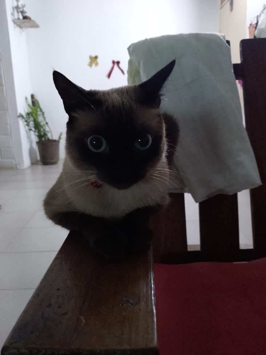 @misnegri_22 tweet media