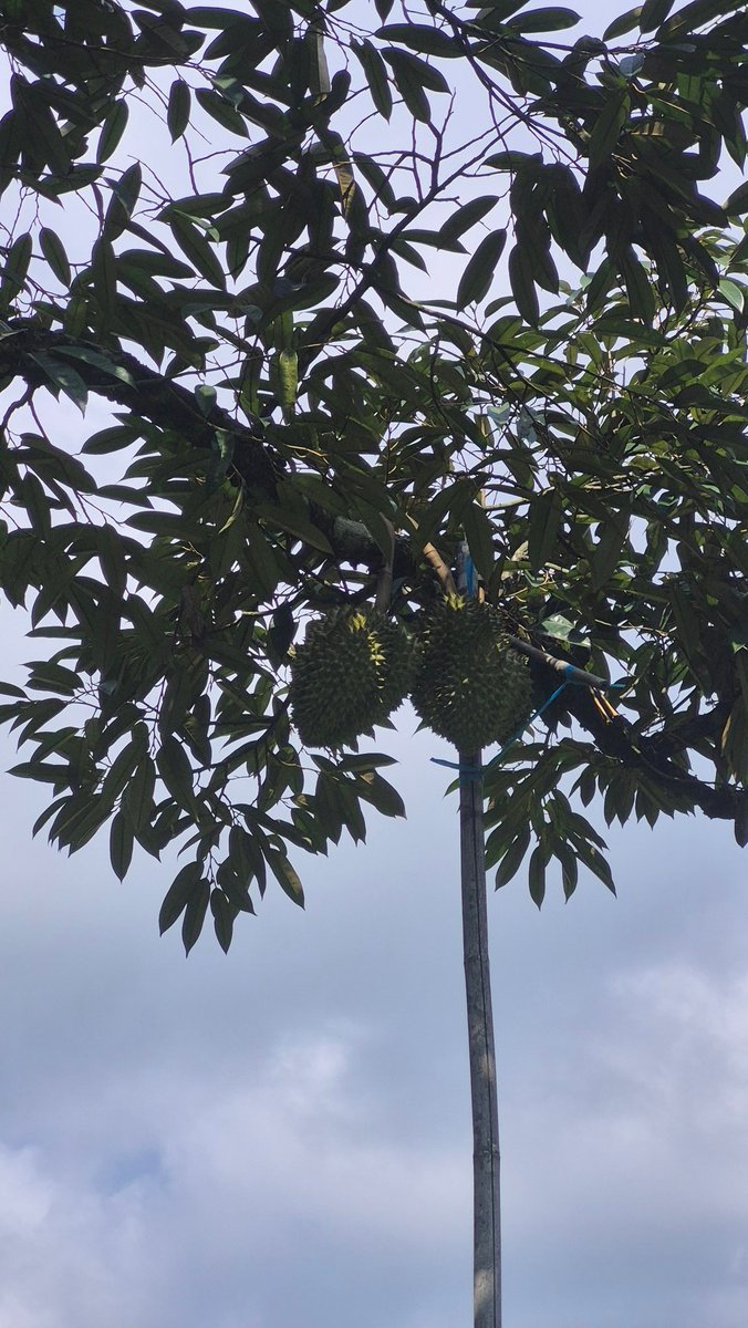 เหนื่อยจัง...อยากเติมเป๊กค่ะ...ขอคอนเดี่ยวเฮียหน่อยได้มั้ยอ่า...คิดถึงมากอยากได้พลังงานเชิงบวกมาเติมไฟในการปีนต้นทุเรียนค่า😅
#เป๊กผลิตโชค
#PeckPaLitChoke 
#สวนตาวิทย์