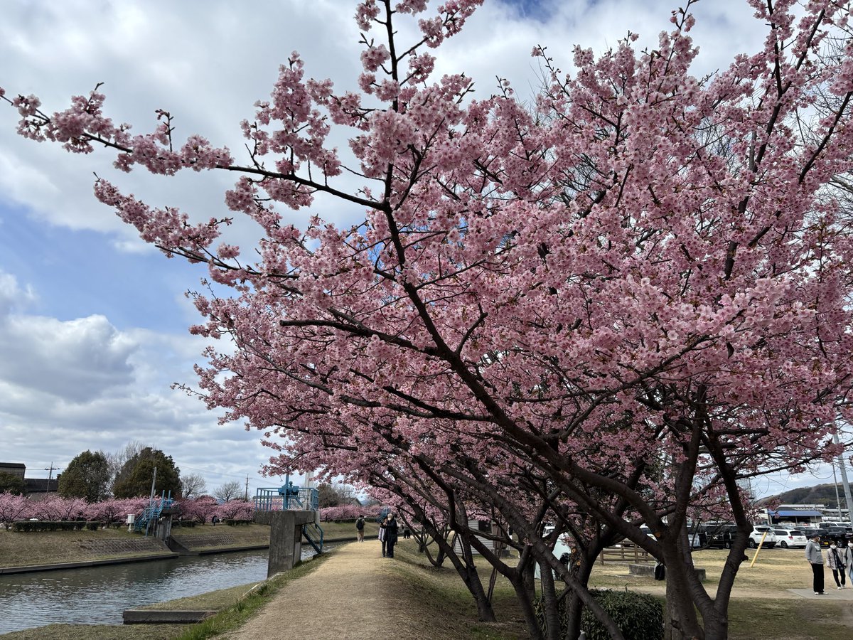 yumihaserin2030's tweet photo. 今日から歩く国際協力WiHSスタート🚶♀️
倉敷川沿いの河津桜が綺麗
季節はいつも通り春一歩に🌸
立ち寄ったカフェにミモザも
#歩く国際協力2026
#WiHS
#リコー社会貢献クラブFreeWill
#国際女性デー
#ミモザ
#河津桜 https://t.co/FWbomyVcqV
