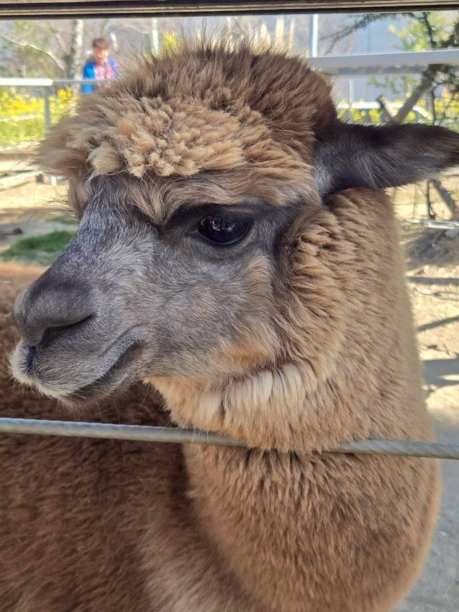 CLOVER49855046's tweet photo. 神戸どうぶつ王国👑

今まで行った動物園の中でダントツ☝️ https://t.co/iCk5t2ail4