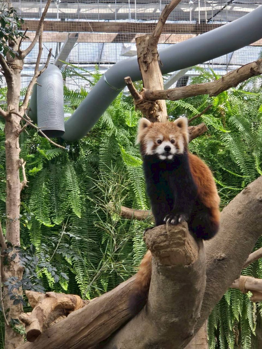 CLOVER49855046's tweet photo. 神戸どうぶつ王国👑

今まで行った動物園の中でダントツ☝️ https://t.co/iCk5t2ail4