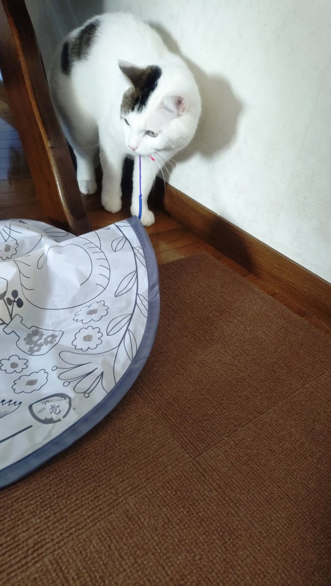 zou0904's tweet photo. ネコちゃんにくるくる回るおもちゃを買ったんだけど、止まった時に咥えてそのまま引っ張ってっちゃうんだけど。遊び方ちがくない？ https://t.co/ub1g4cpobF