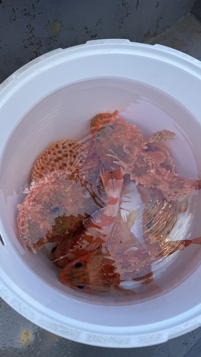 モーリー tweet media