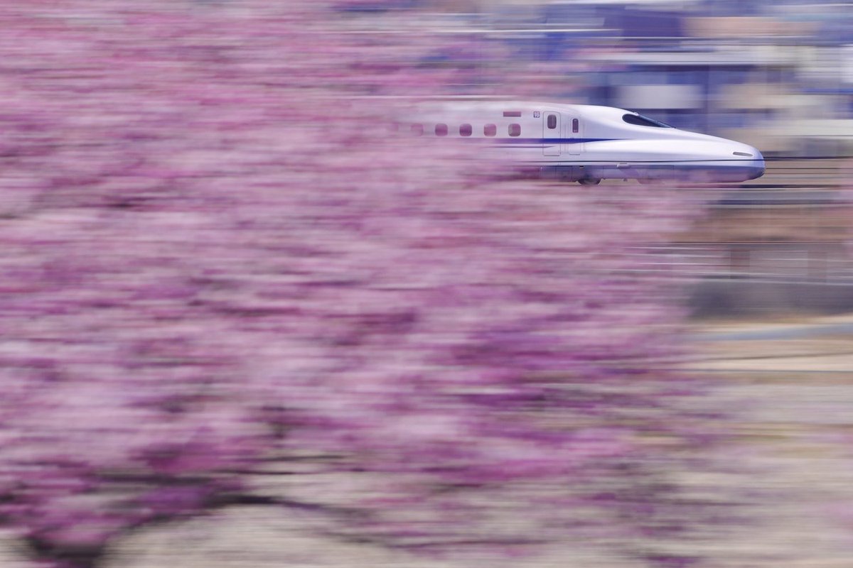 otowa451's tweet photo. 磐田市うさぎ山公園の河津桜
たくさんの花見客が春の訪れを
楽しんでいる中、ちょっと
小高い丘から新幹線流しに
挑戦しました。
#東海道新幹線 https://t.co/bMPS6Y2YjS