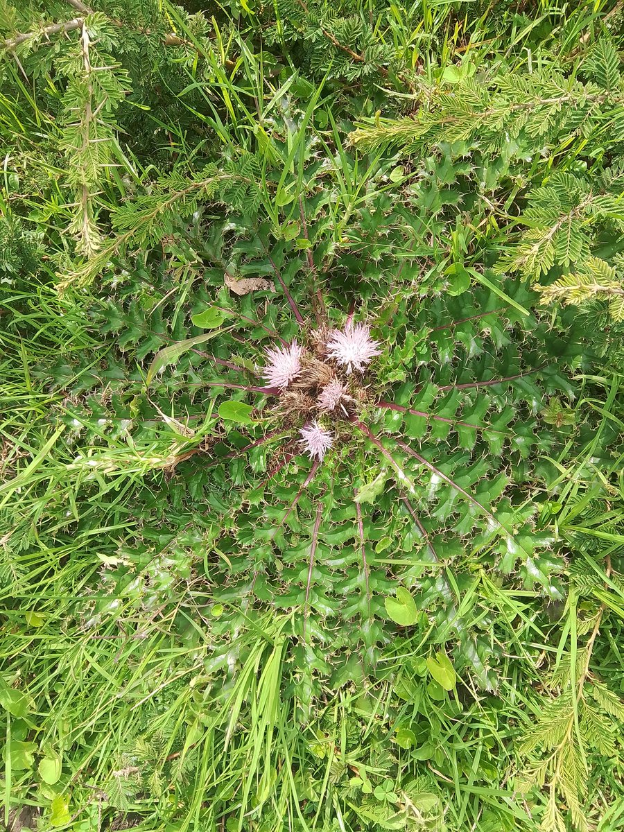 CHEQUEMATE 🥭 tweet media