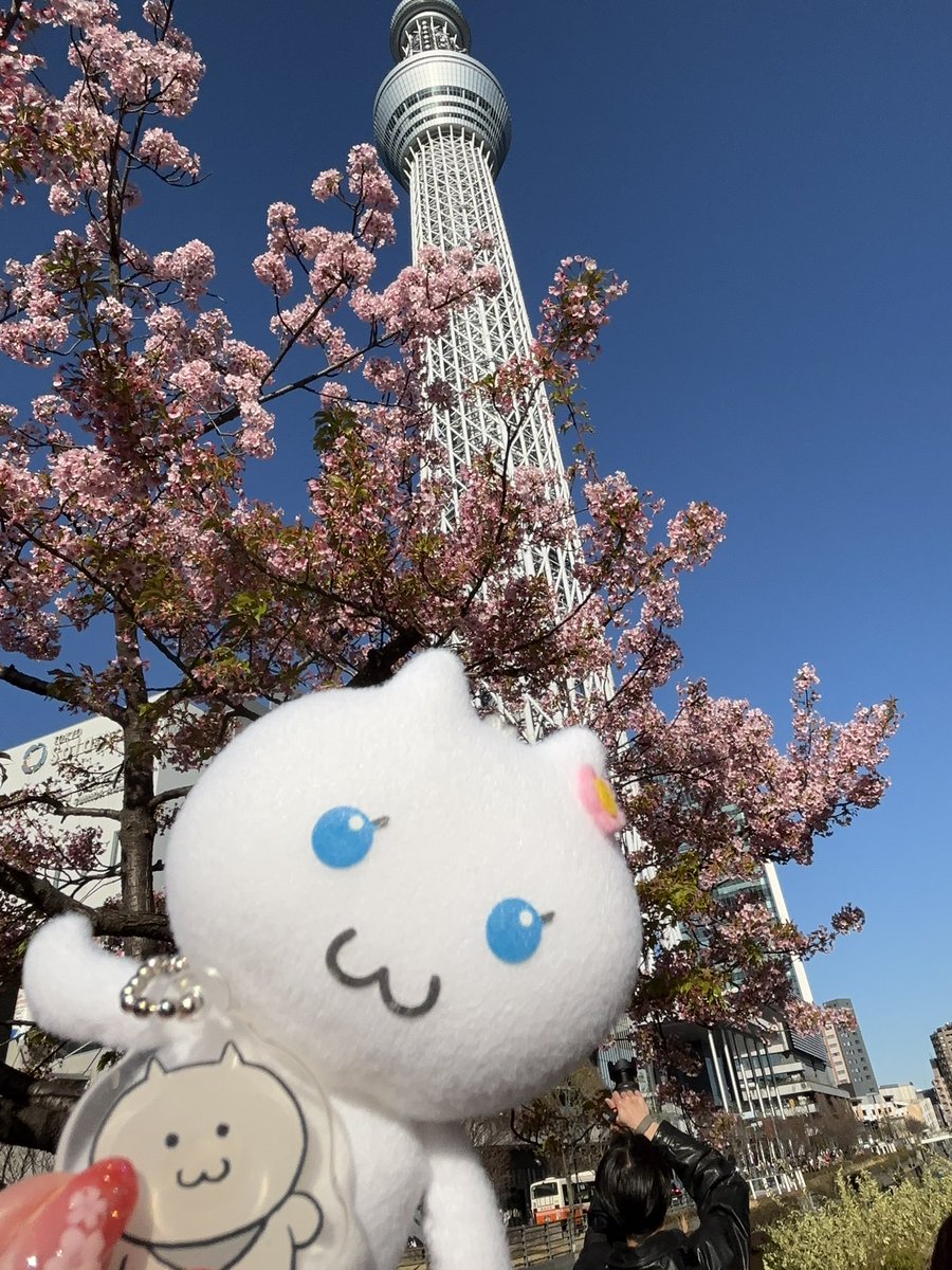 しろねこちゃんだけど！

スカイツリー付近の河津桜と青空と、しろねこちゃんコラボ(*´˘`*)✨️

いい天気に恵まれてよかったね、しろねこちゃん！

#さすねこといっしょ