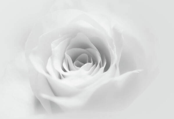HurmerintaArt's tweet photo. The Soft White Rose.
#white #ForPeace #wallart #pilows #bags
https://t.co/2X0fU52rwo https://t.co/rZrIYIpJBg