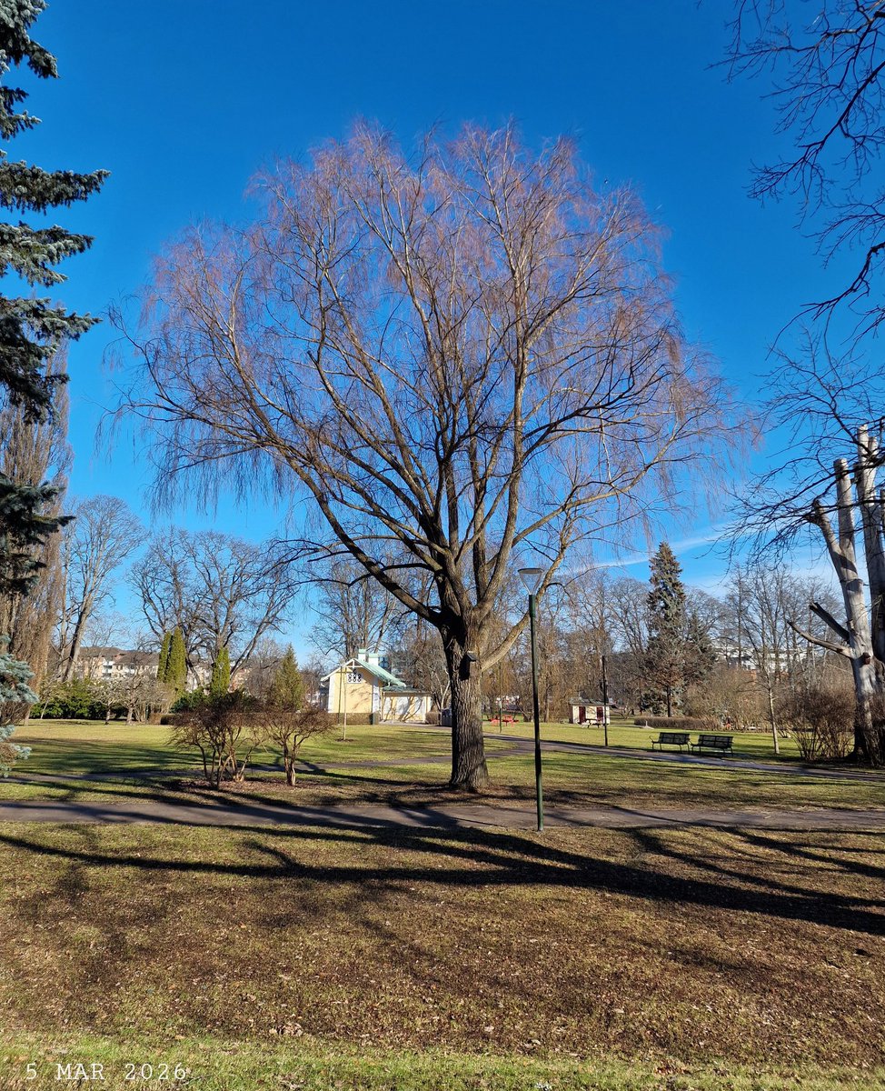 IDadzkov's tweet photo. City park.
#nature #March #park #city #Uppsala #trees #TreesPhoto #UppsalaPhoto https://t.co/mZI5PaVUBb