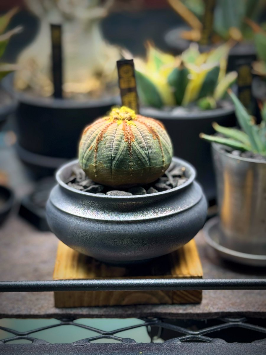 BECCI0006's tweet photo. ウチの草様は黄色の花を咲かせております☺️もうすぐ春ですね🌸
#Euphorbia
#Obesa https://t.co/wIobDDIWS8