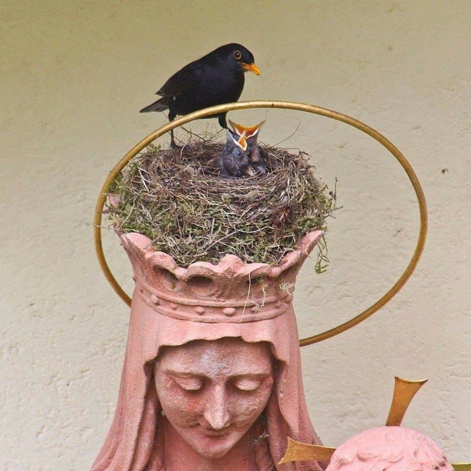 Nesting in the crown of Mary at St. Ottilien Archabbey, Oberbayern, Germany.