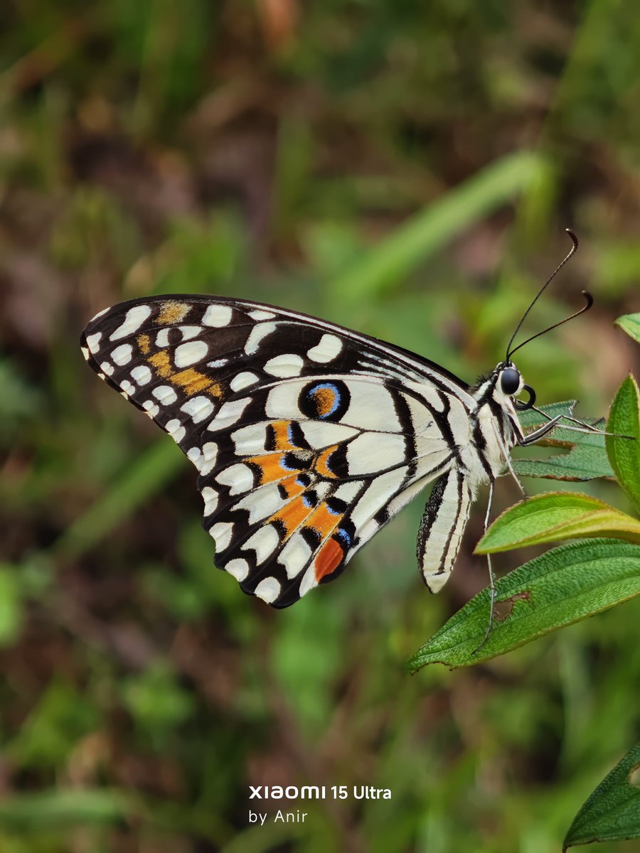 Anir Chakraborty tweet media