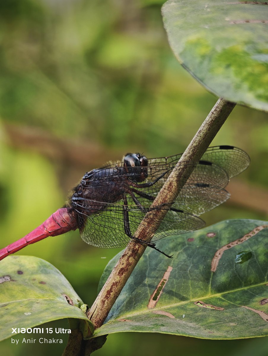 Anir Chakraborty tweet media