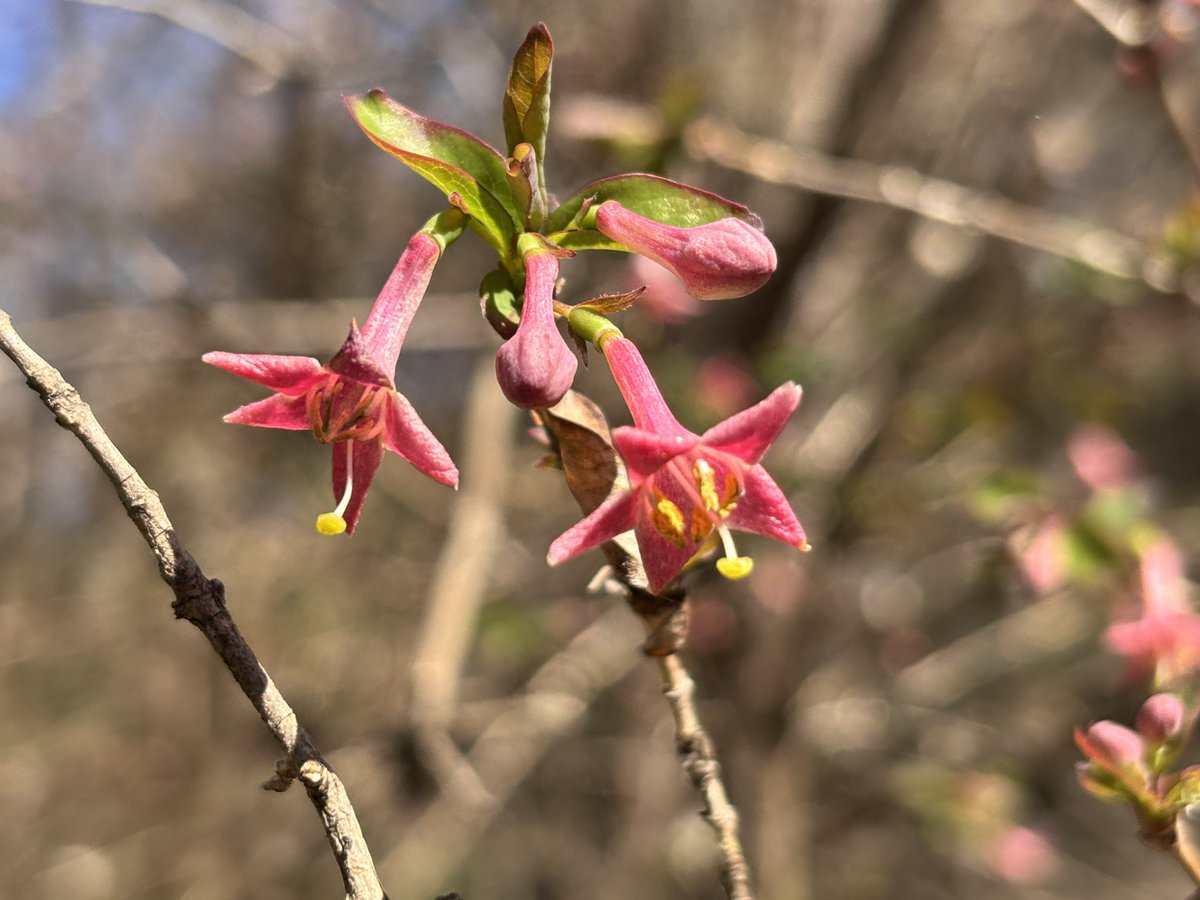 K.Sakurai tweet media