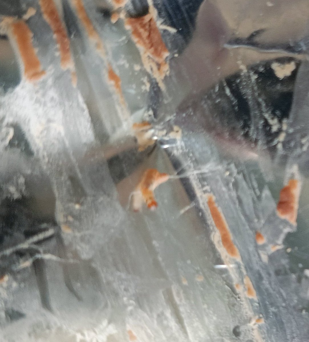 Shankar Shadangi tweet media