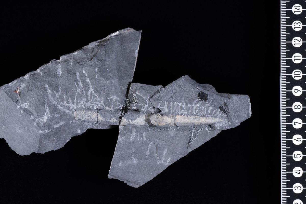 暗素研 tweet media