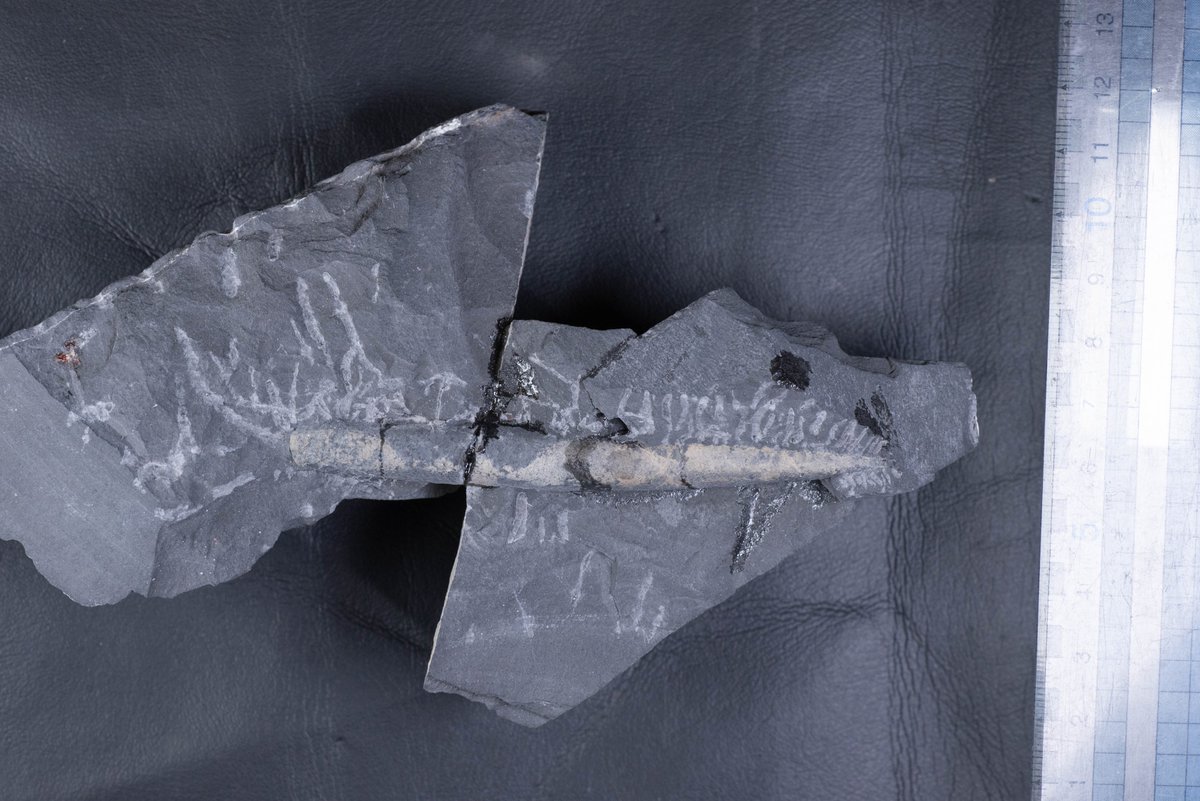 暗素研 tweet media