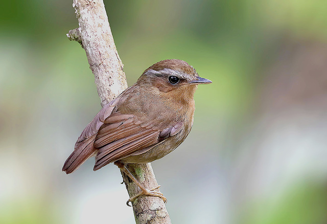 Aves do Brasil tweet media
