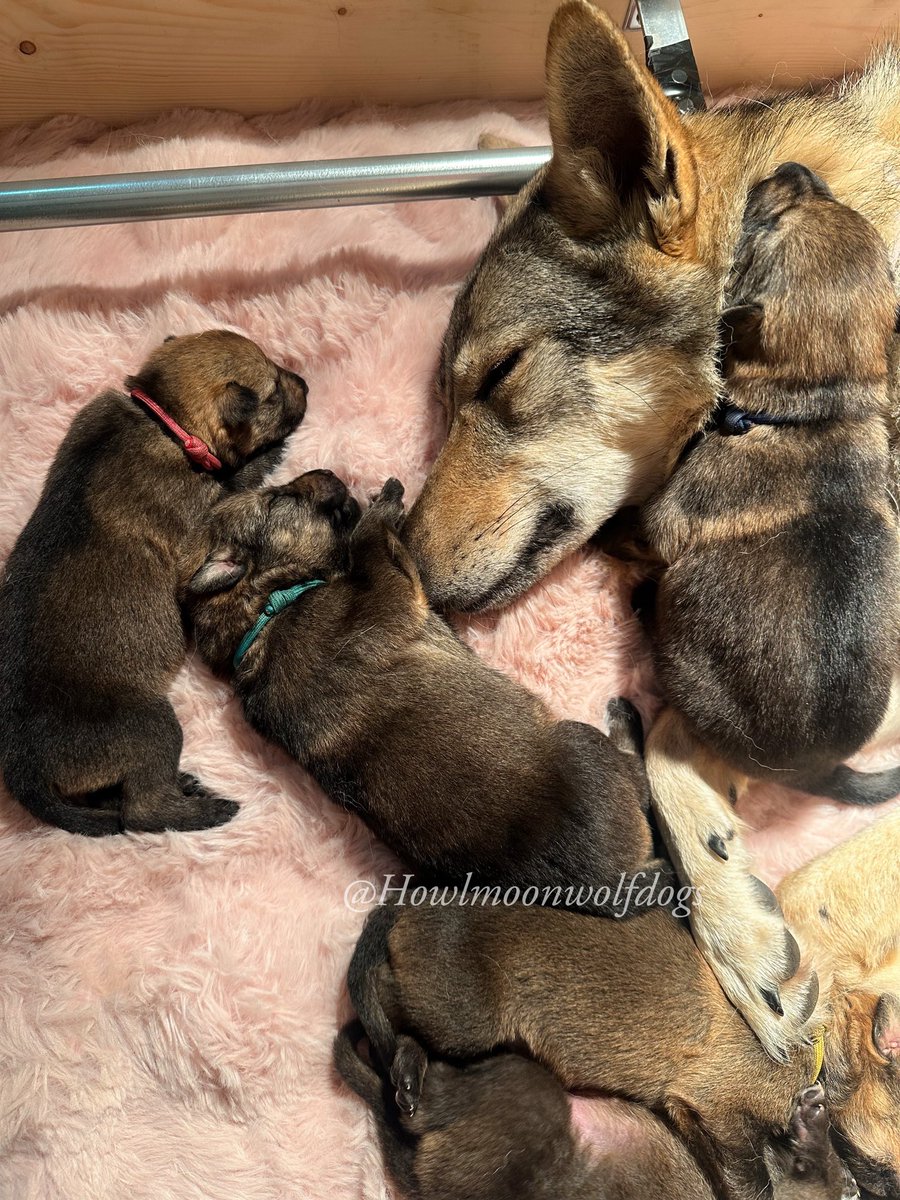 Howlmoonwolf's tweet photo. アクィラ✖︎レグルスpuppy
生後12日目、うっすら目が開き出した子も😍ずっと見ていられる可愛さ🥹❤️ https://t.co/jjNqG6jR0b
