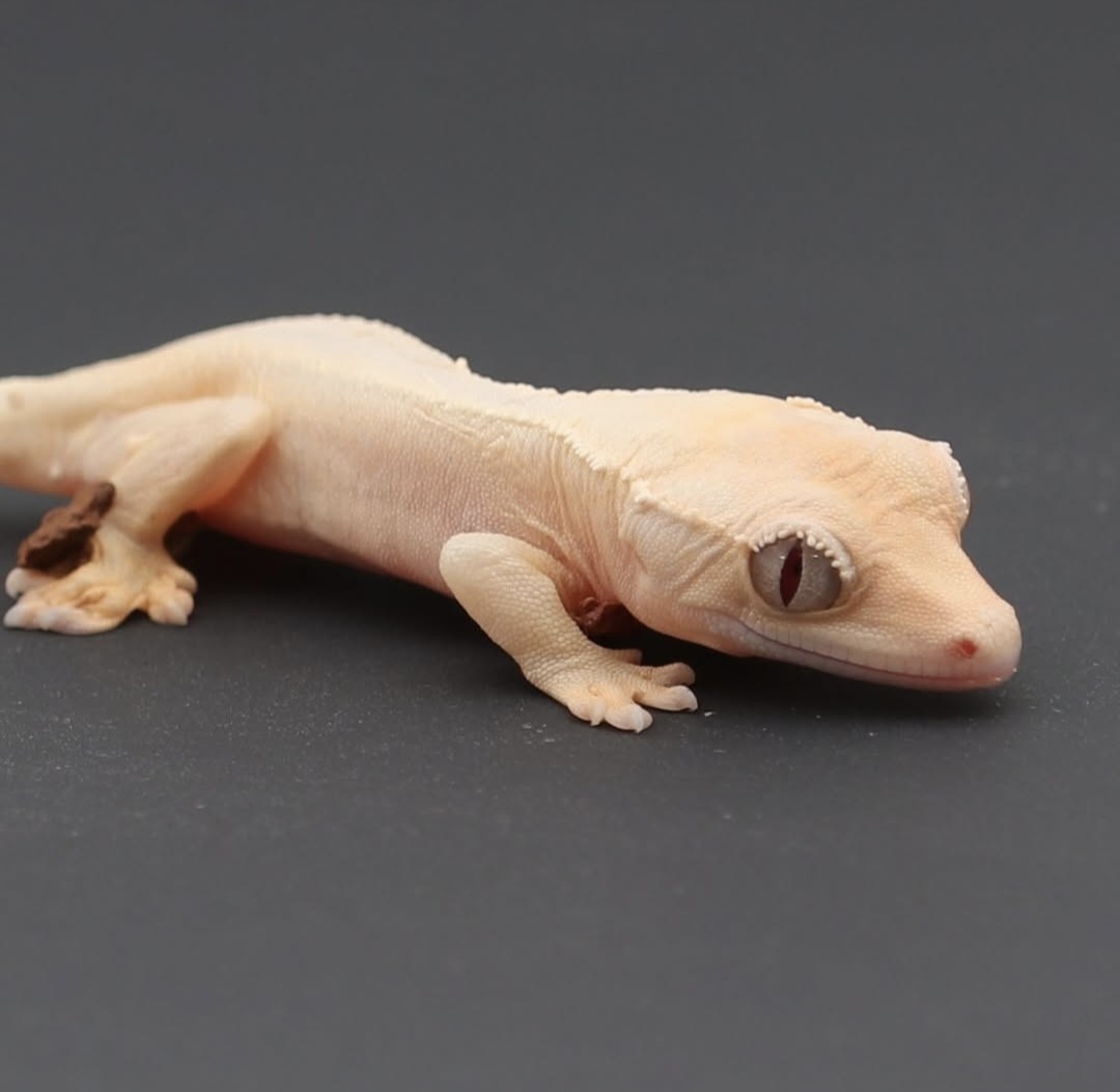 CREPAX👻 tweet media