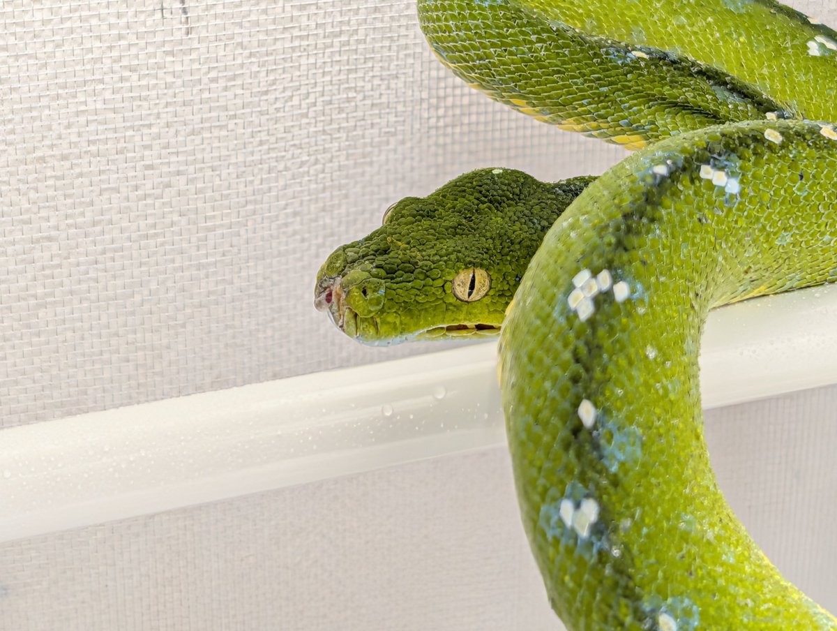 Satisfactory tweet media