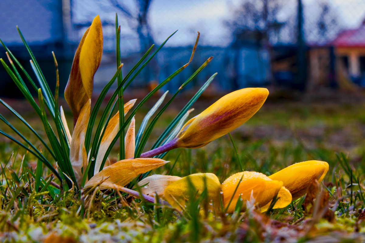 Je jasný, že sever je na kvetení machr. A už se taky líhnou slůňata... Tak pěknou neděli