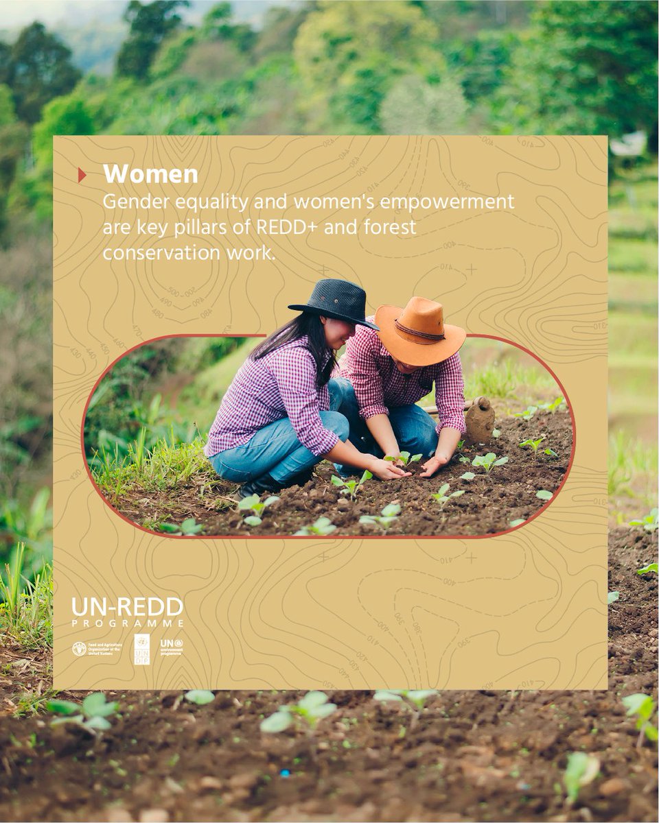 UN-REDD Programme tweet media