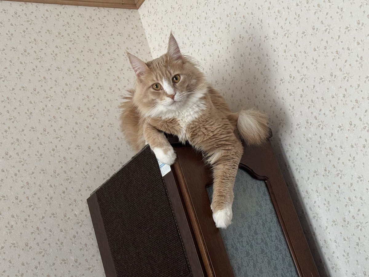 NowloadingMuu's tweet photo. なんかガン飛ばされてて草 https://t.co/2ZHyLp97LD