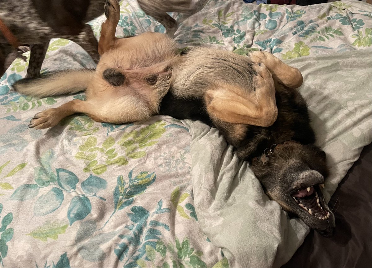 Retired Police Dog Quest tweet media