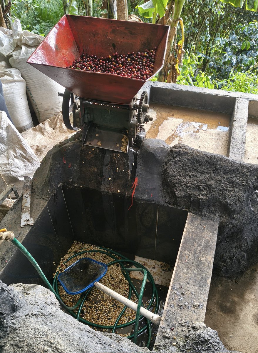 Augusto Rios tweet media