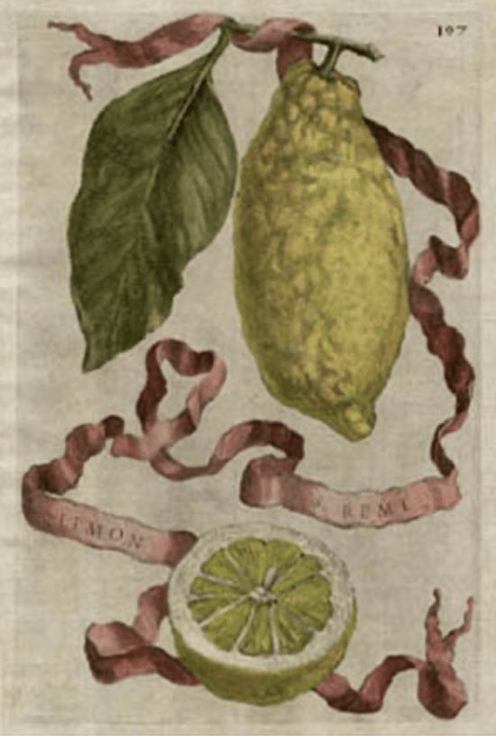 Botanitopya tweet media