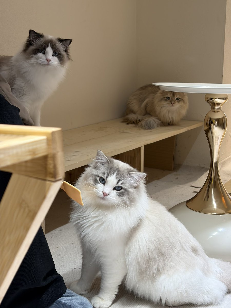 史呆分 tweet media