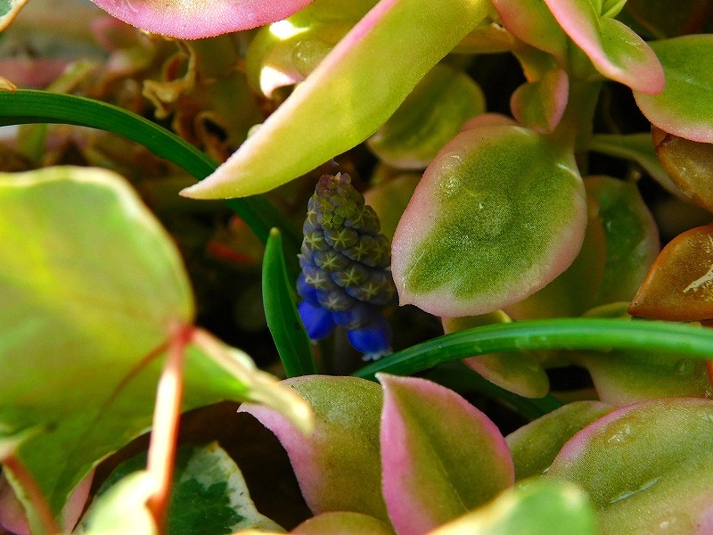 青い春

#ガーデニング